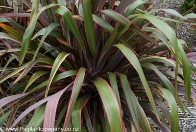 Phormium 'Joker' large plant with pink and green foliage.