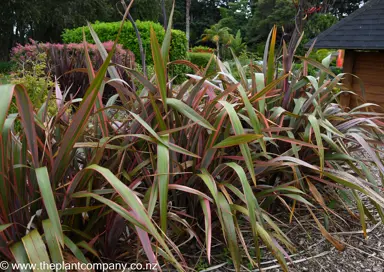 Phormium 'Joker' plants as a cluster in a garden.