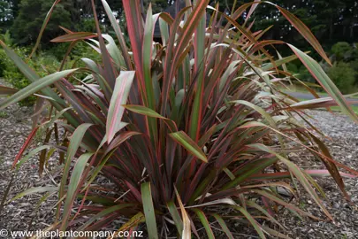 Phormium 'Joker' large and colourful plant.