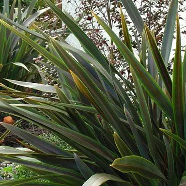 phormium-licorice-lime-