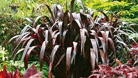 phormium-merlot-