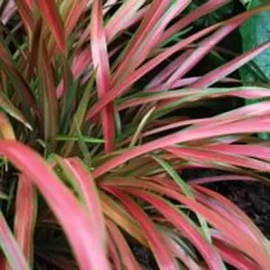 phormium-pixie-