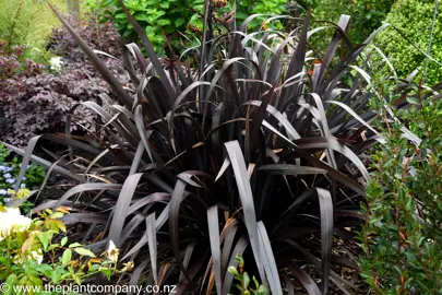 Phormium Platts Black with black leaves in a garden.