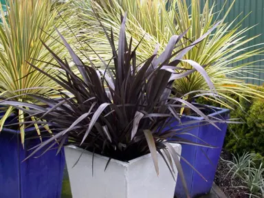 phormium-purple-haze-