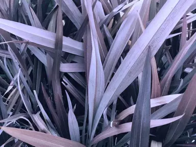 phormium-purple-haze-1