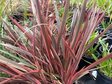 A Phormium 'Rainbow Chief' plant with colourful foliage.