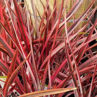 Phormium 'Raspberry Ripple' colourful red, foliage.