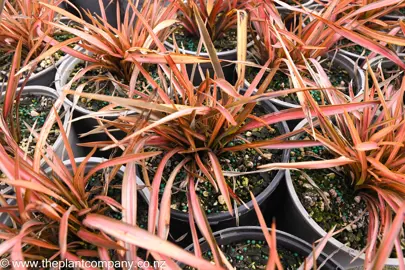 phormium-red-fingers--1