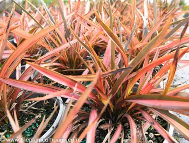 phormium-red-fingers--2