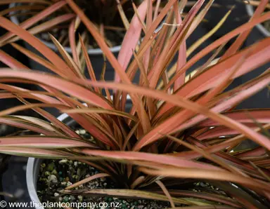 phormium-red-fingers--3