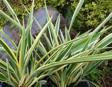 phormium-spearmint-