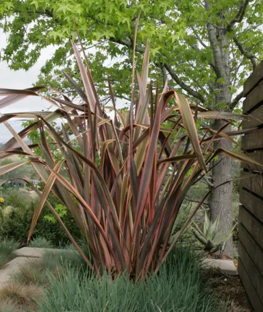 phormium-sundowner--1