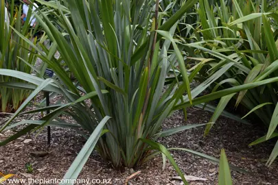 Phormium tenax plant in a garden with green foliage.