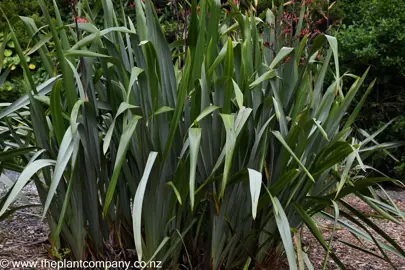 Large Phormium tenax plant in a garden with weeping green foliage.