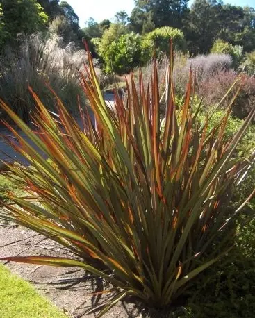 Phormium 'Thumbelina' plant.