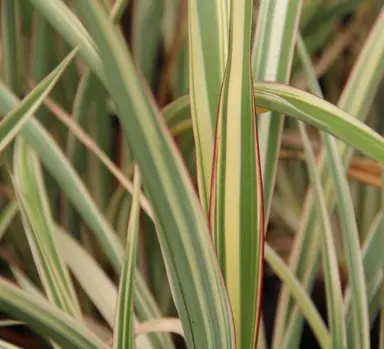 phormium-tricolour--1