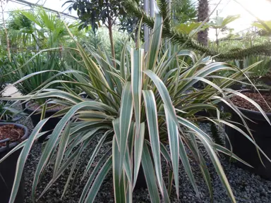 phormium-tricolour-