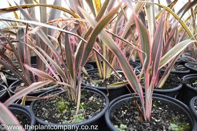 phormium-velvet-underground-1