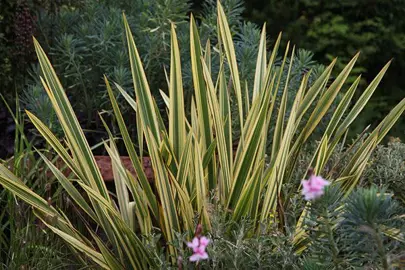 phormium-apricot-queen-