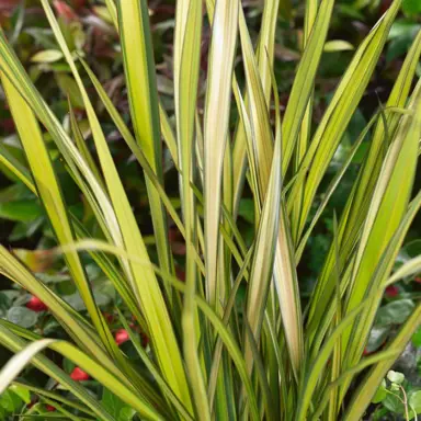 phormium-apricot-queen-2