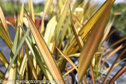 phormium-apricot-queen-4