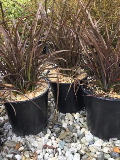 phormium-chocolate-fingers-