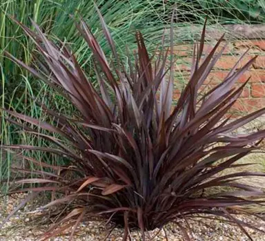 phormium-cookianum-purpurea-