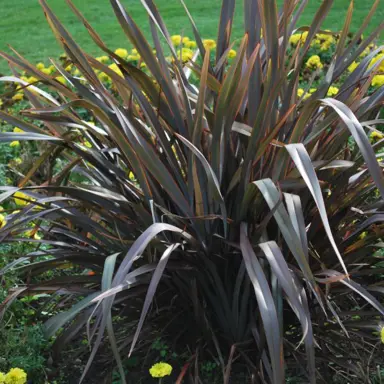 phormium-cookianum-purpurea-2