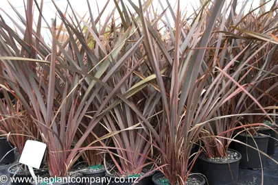 phormium-cookianum-purpurea-3