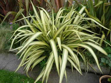 phormium-cream-delight-