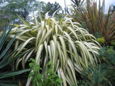 phormium-cream-delight-1