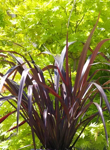 phormium-dark-delight-2