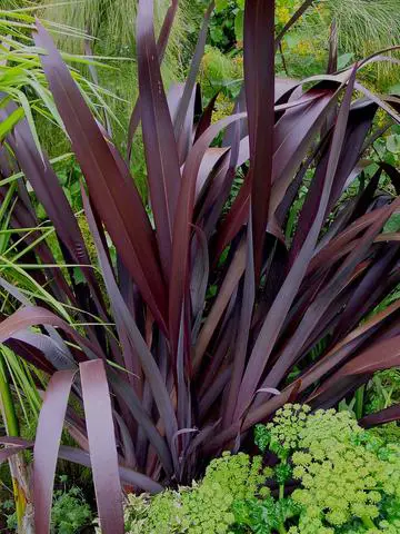 phormium-dark-delight-3