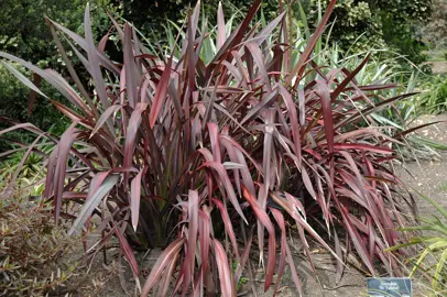 phormium-dazzler-