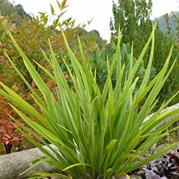 phormium-emerald-gem-2