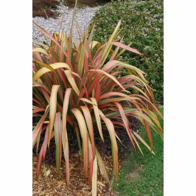 phormium-jester-1