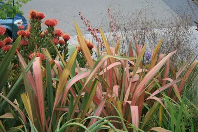 phormium-jester-6