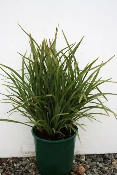 phormium-pepe-