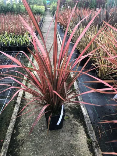 phormium-pink-panther-2