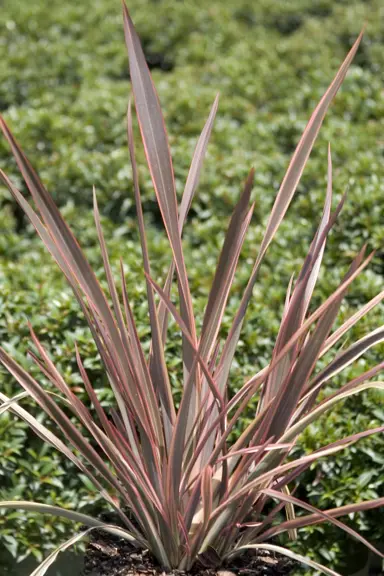 phormium-rainbow-chief-