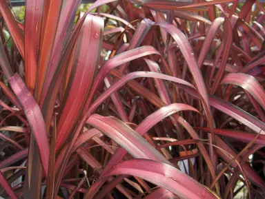 phormium-rainbow-maiden-1