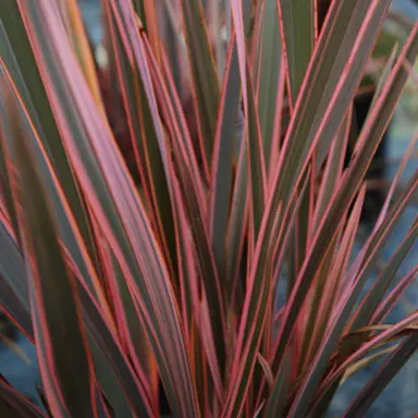 phormium-rainbow-red-2