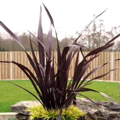 phormium-tenax-purpurea-2