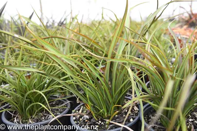 phormium-tom-thumb-2