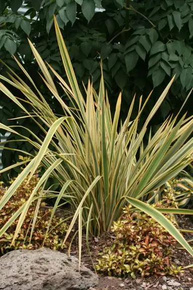 phormium-waitara-gold-