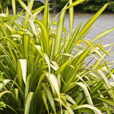 phormium-yellow-wave-