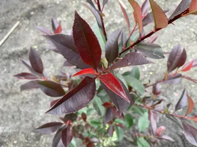 photinia-dark-knight-