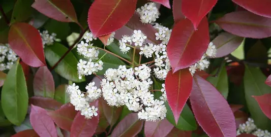 photinia-dark-knight-1