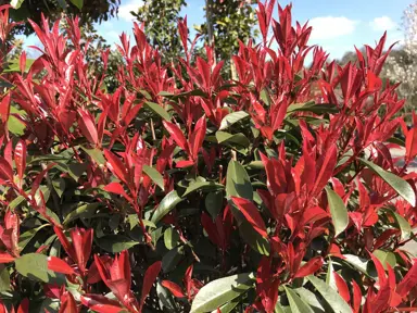 photinia-glabra-robusta-