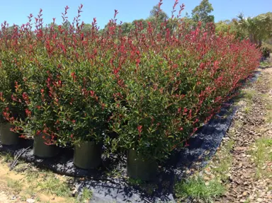 photinia-glabra-rubens-